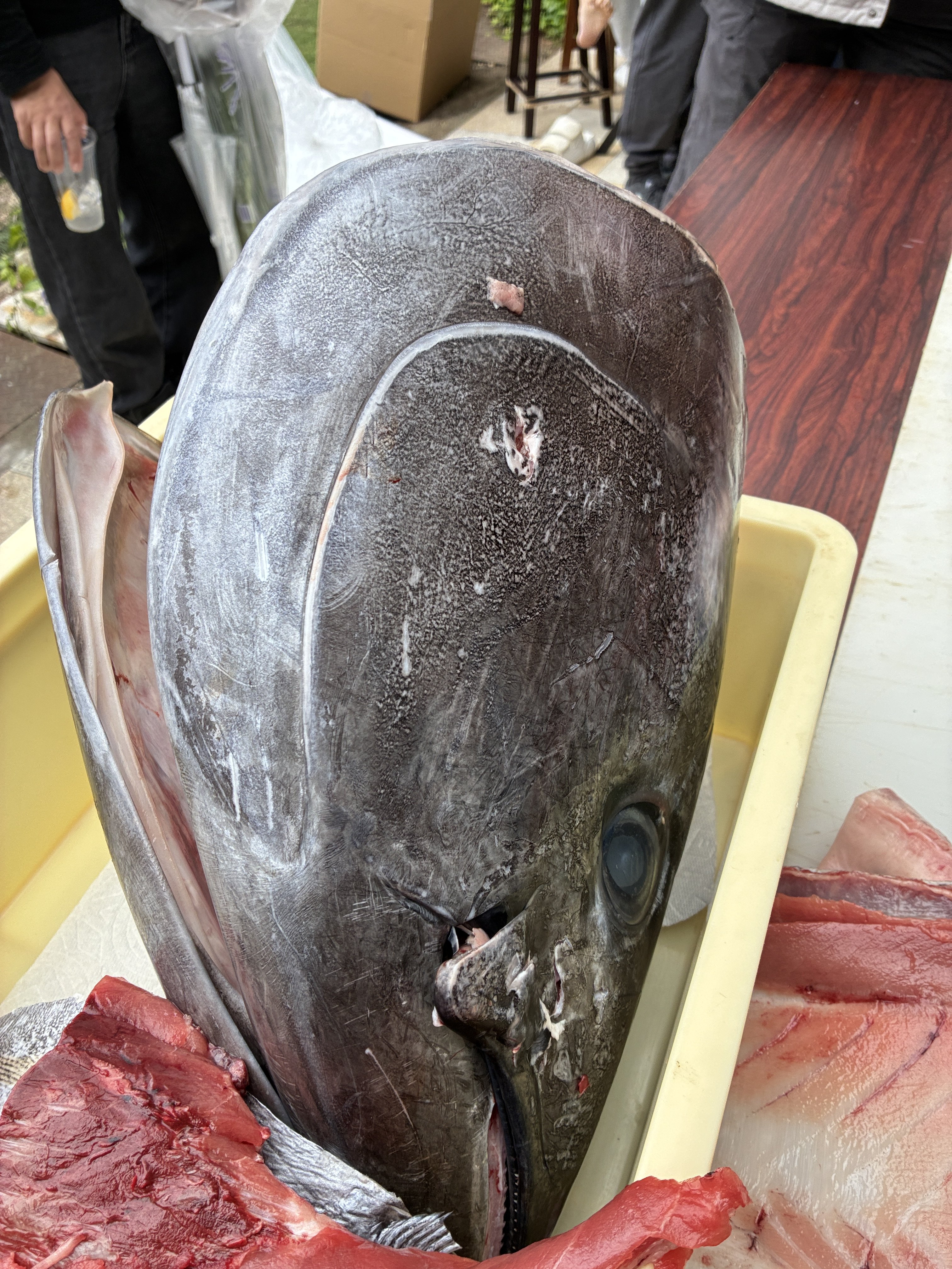 マグロの頭